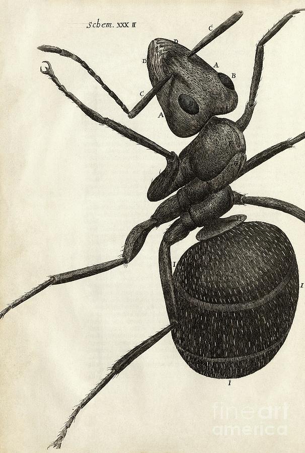 Ant Photograph - Ant In Hookes Micrographia (1665) by Library Of Congress, Rare Book And Special Collections Division/science Photo Library