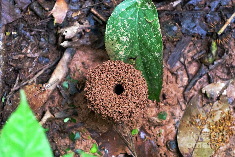 Ant Life In The Jungles Amazon River Basin In South America Photograph By Jekaterina Sahmanova