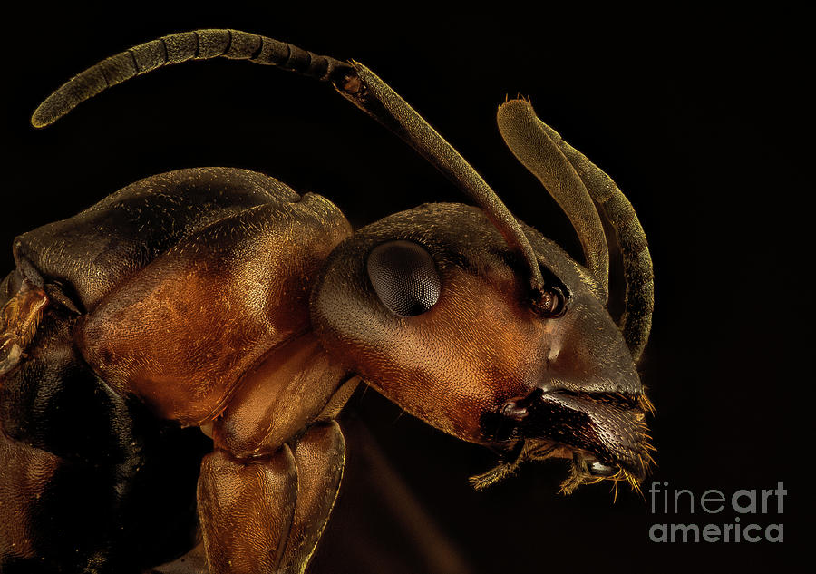 Ant Photograph by Mark Evers
