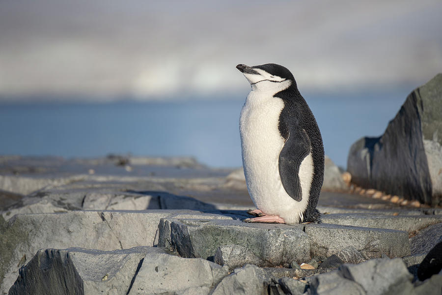 Penguin Photograph - Antarctic Chinstrap Penguin by Lauri Novak