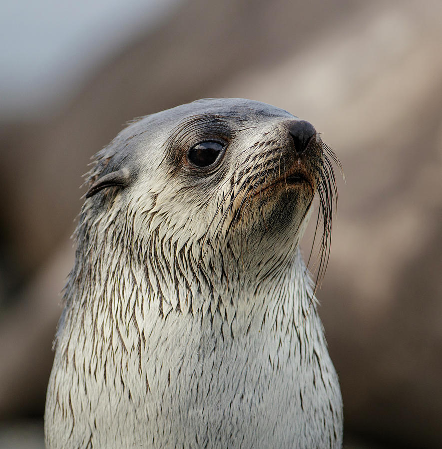 Antarctic Fur Seal, Juvenile. Gold Harbour, South Georgia. Photograph ...