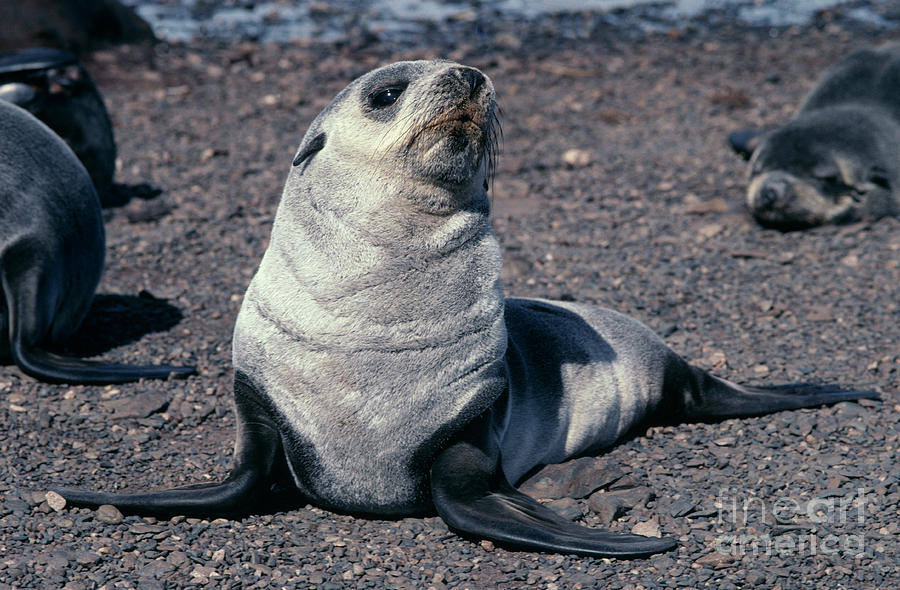 Antarctic Fur Seal Pup Photograph by British Antarctic Survey/science Photo Library