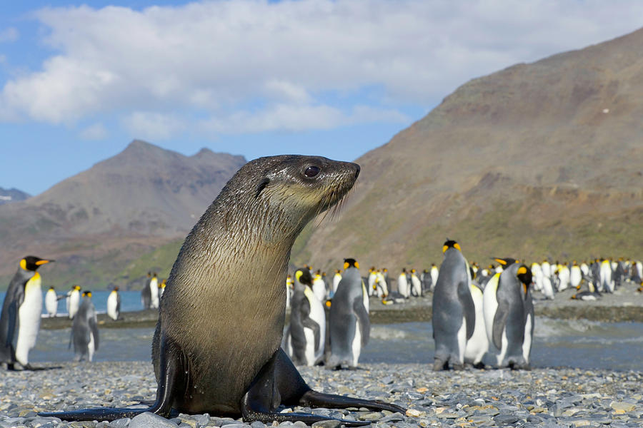 Antarctic Fur Seal Pup In King Penguin Photograph by Eastcott Momatiuk Antarctic Fur Seal Pup In King Penguin Photograph by Eastcott Momatiuk