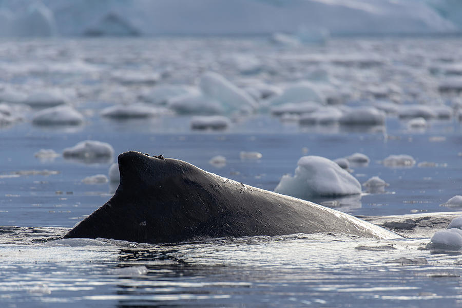 Antarctic Humpback Whale Back Fin Photograph by Lauri Novak