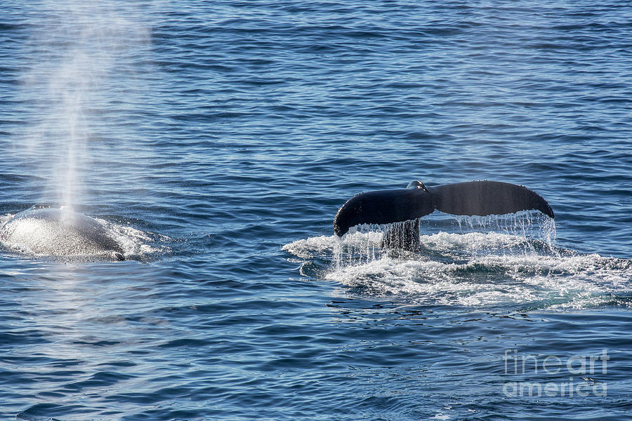 Antarctic Minke Whale Balaenoptera Bonaerensis B4 Photograph