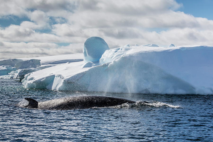 Antarctic Minke Whale Balaenoptera Photograph By Michael Nolan ...