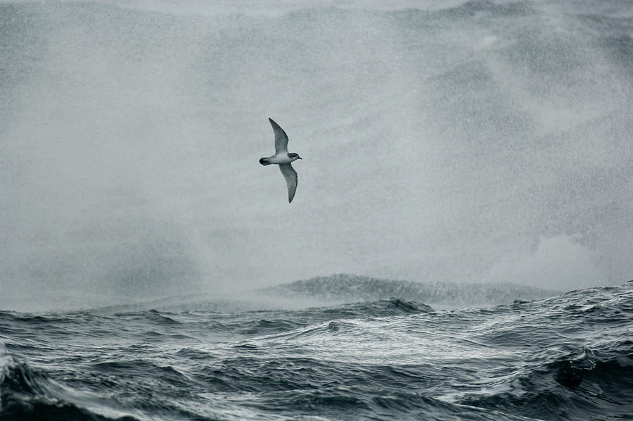 Antarctic Prion In Flight Over Stormy Photograph by Nhpa