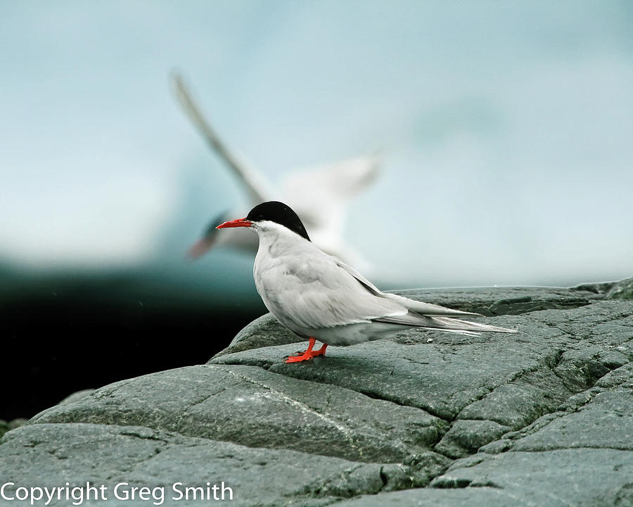 Antarctic Terns Photograph by Greg Smith