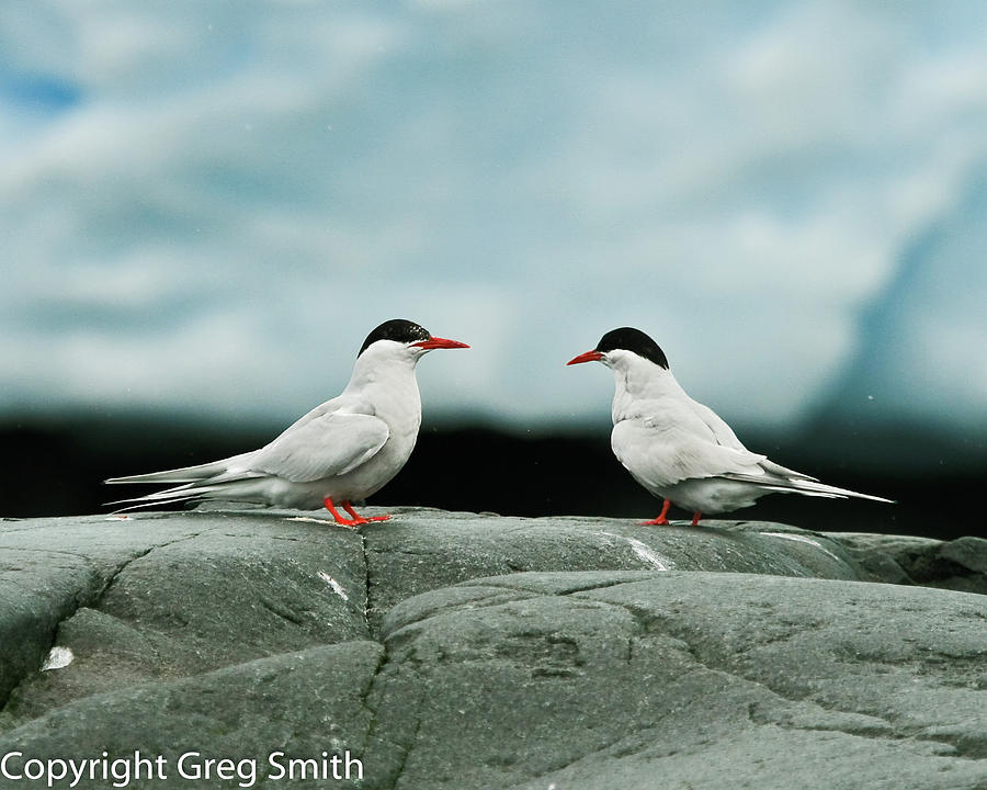Antarctic Terns The Gunnel, Antarctica Photograph by Greg Smith