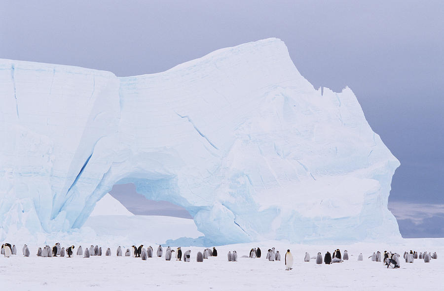 Antarctica, Emperor Penguin Aptenodytes Photograph by Joseph Van Os Antarctica, Emperor Penguin Aptenodytes Photograph by Joseph Van Os