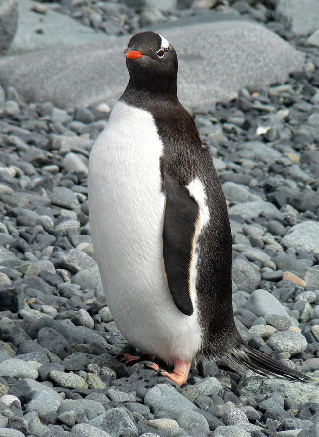 Antarctica Half Moon Bay Gentoo Penguin Photograph by Photo, David Curtis
