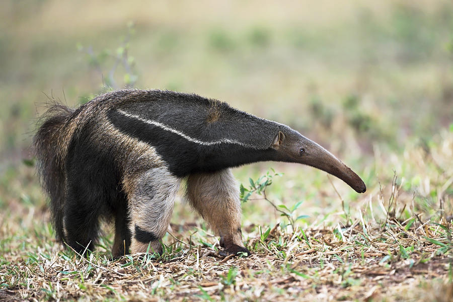 Wildlife Photograph - Anteater In Action by Marco Pozzi
