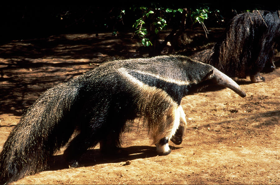 Anteater looking for food to eat - ANIM020 00101 Photograph by Kevin ...