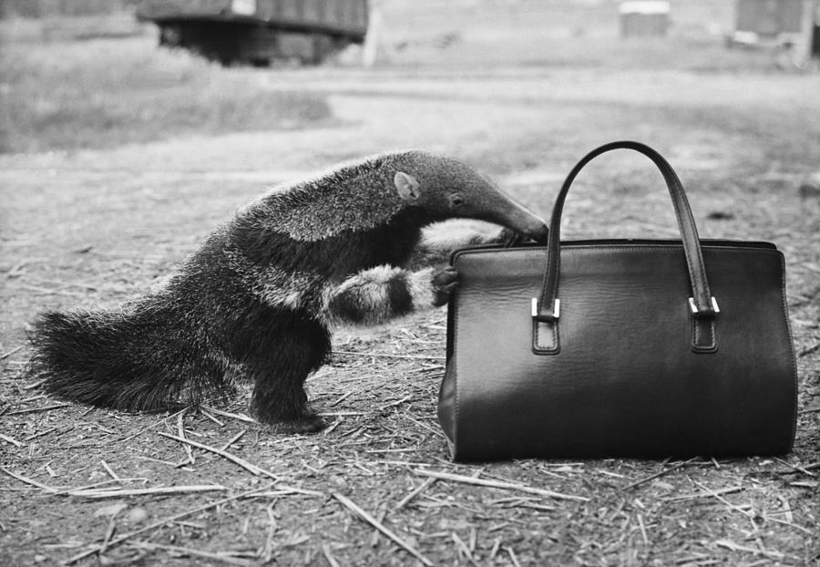 Anteater Searching Inside A Handbag Photograph by Keystone-france