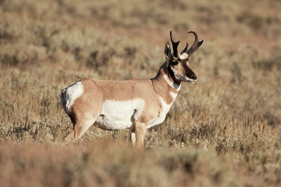 Antelope 4438 Antilocapra americana Photograph by Michael Trewet - Fine ...