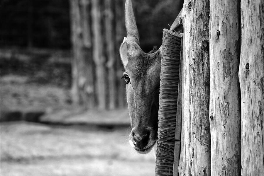 Antelope Photograph by Angelika Martha Himburg