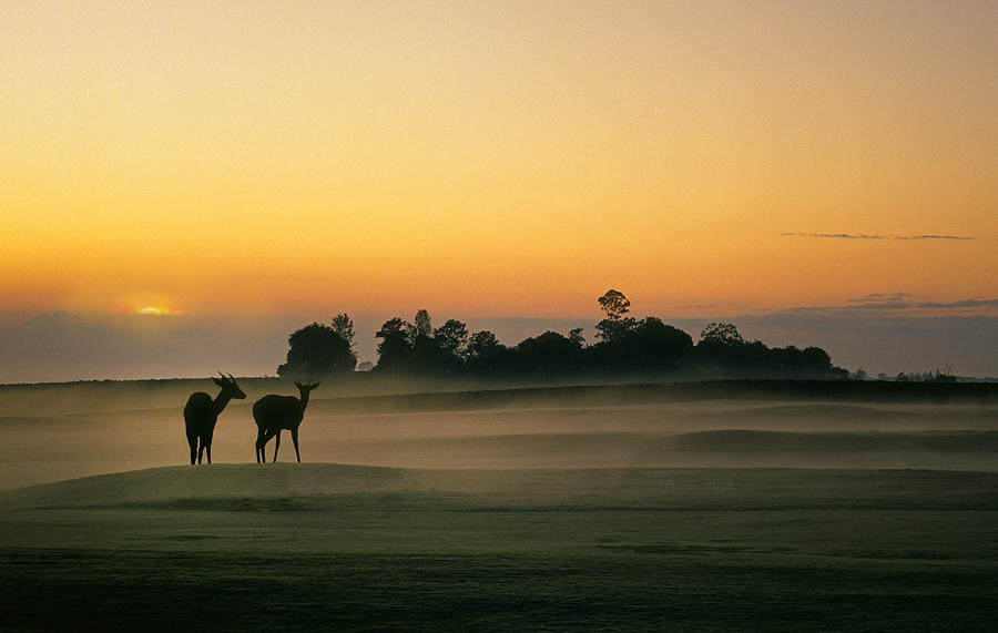 Antelope At Dawn In Tanzania, East Africa Photograph