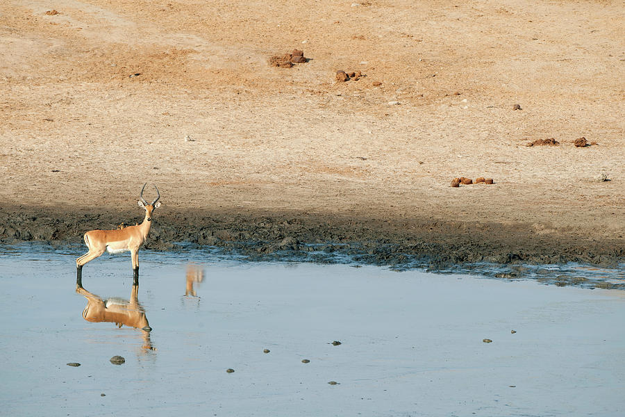 Antelope At Water Hole, Masuma Pan Photograph by Christopher Scott