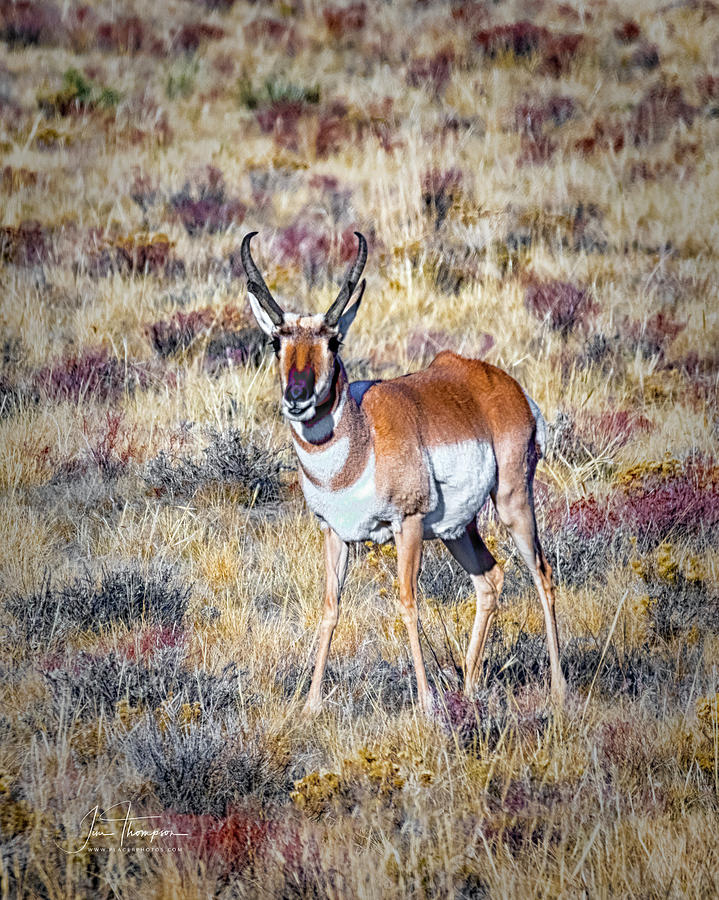 Antelope Buck 2 Photograph by Jim Thompson
