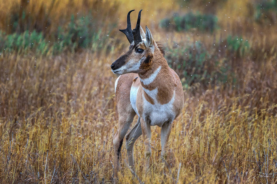 Antelope Buck Photograph by Chris Steele
