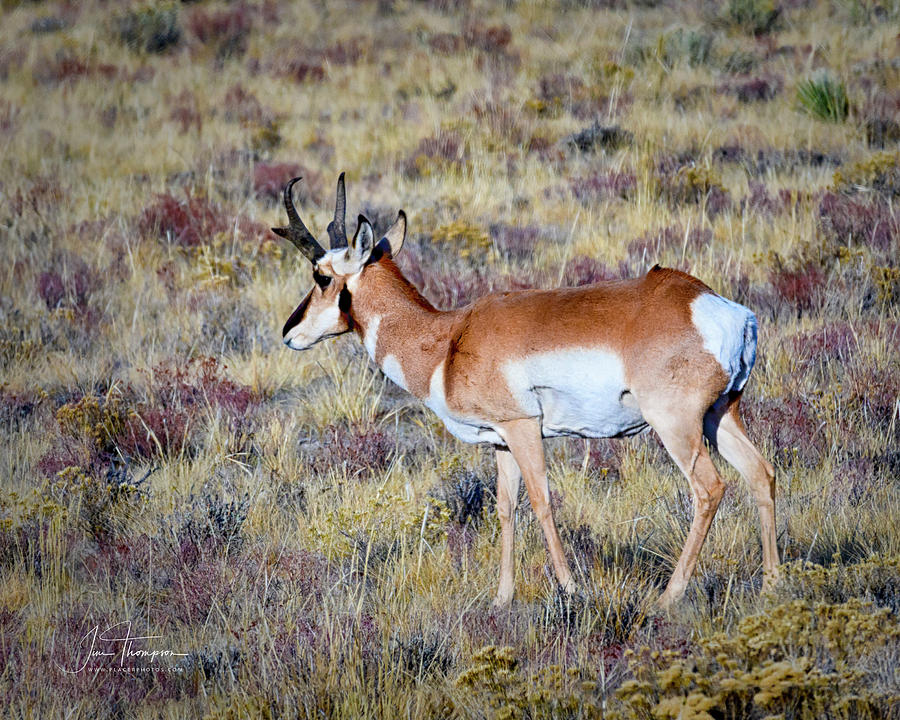 Antelope Buck Photograph by Jim Thompson