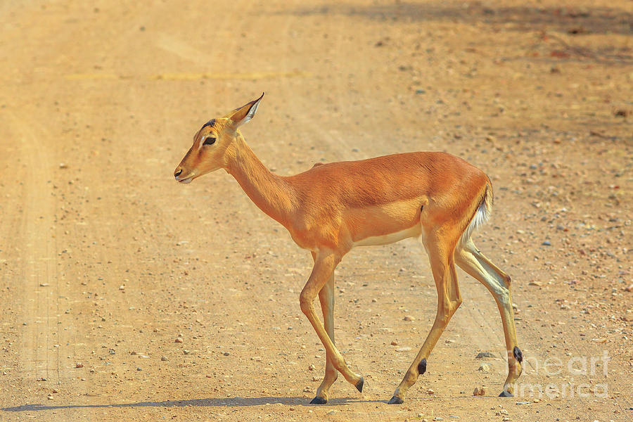 Antelope female walking Photograph by Benny Marty