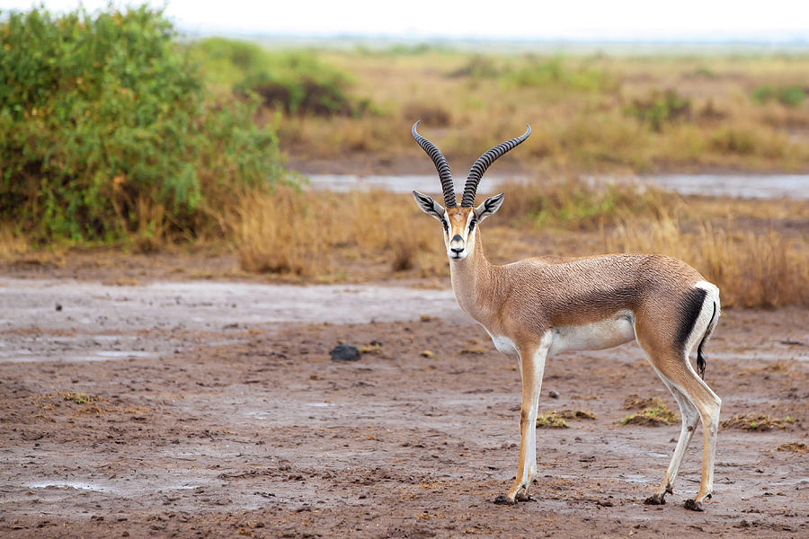 Antelope Is Standing In The Savannah Of Kenya Photograph by Cavan ...