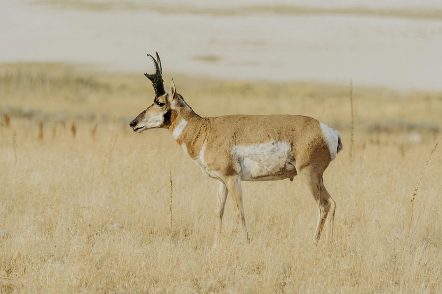 Antelope Island Buck Photograph by Riley Davies