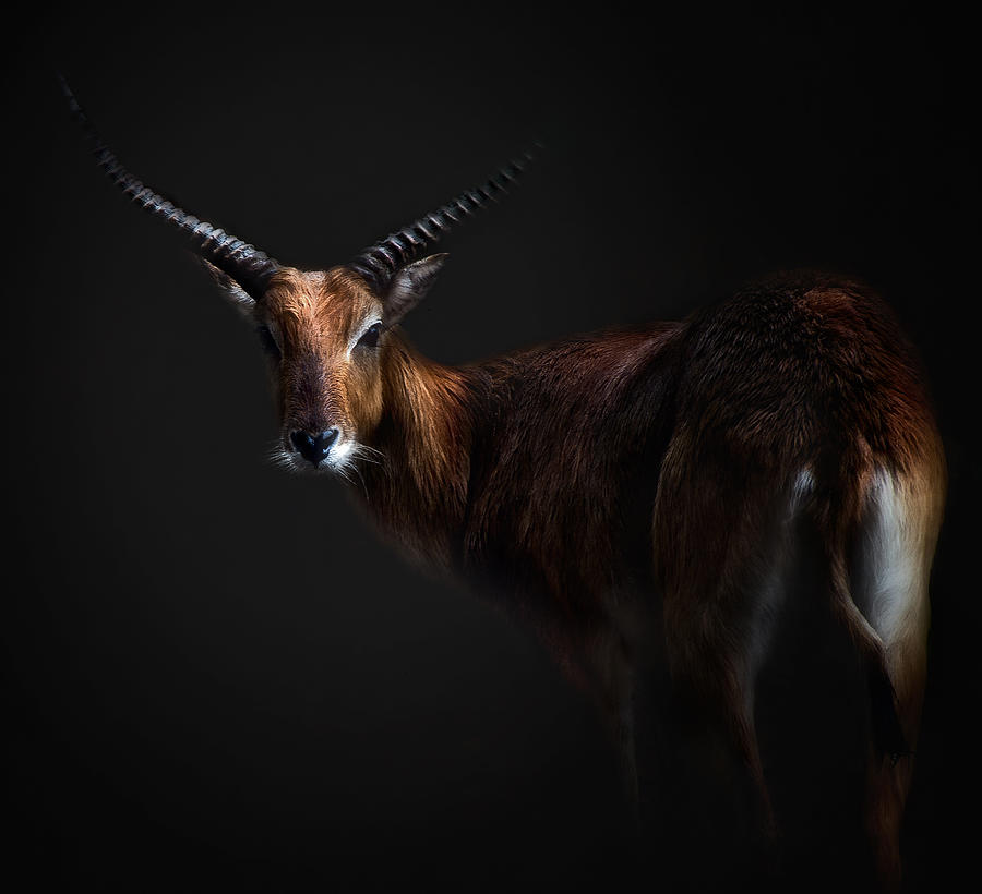 Animal Photograph - Antelope Lechwe Portrait by Santiago Pascual Buye