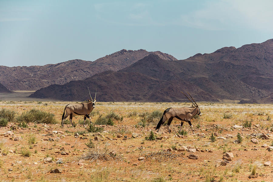 Antelope Next To Road D707 In Desert Of Namibia On Route To Sesriem, Namibia Photograph by Robin Runck