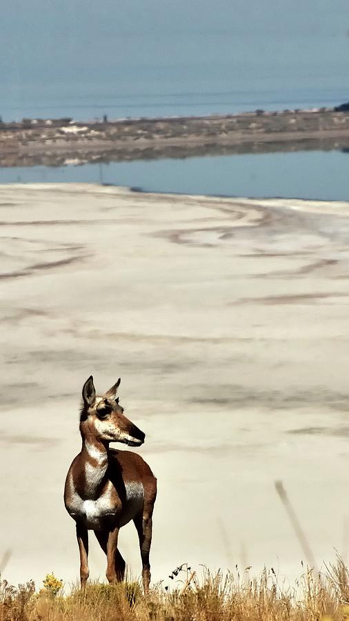 Antelope On Open Range Photograph