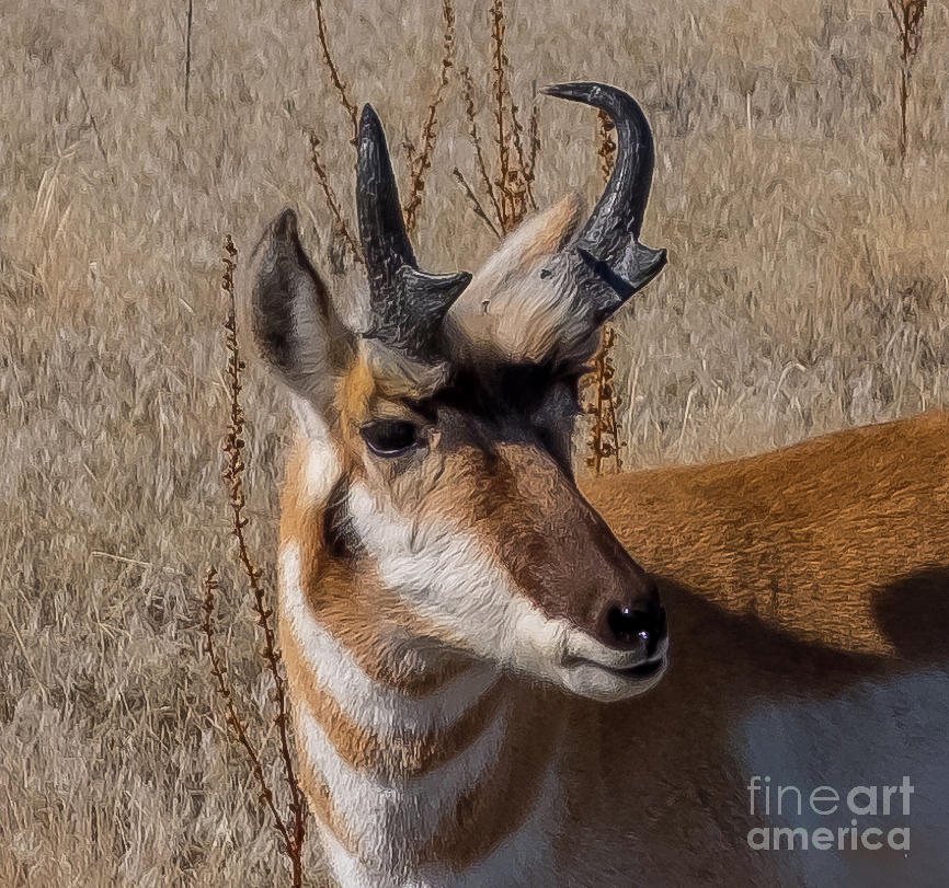 Antelope Portrait Photograph by Stephen Whalen
