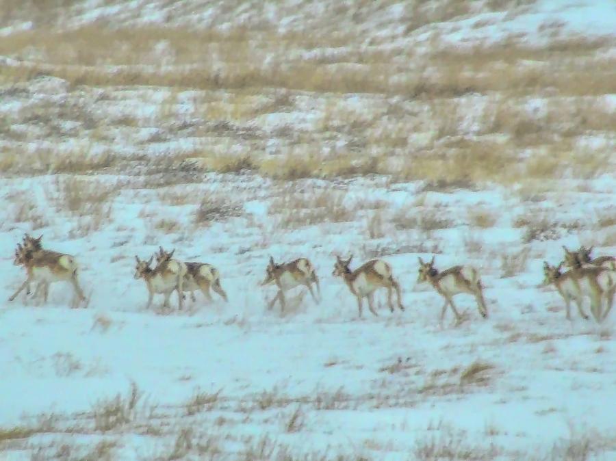 Antelope Running across Wyoming Photograph by Cathy Anderson