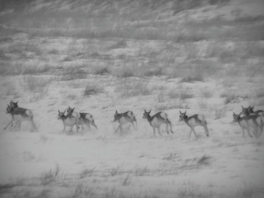 Antelope Running Black and White Photograph by Cathy Anderson