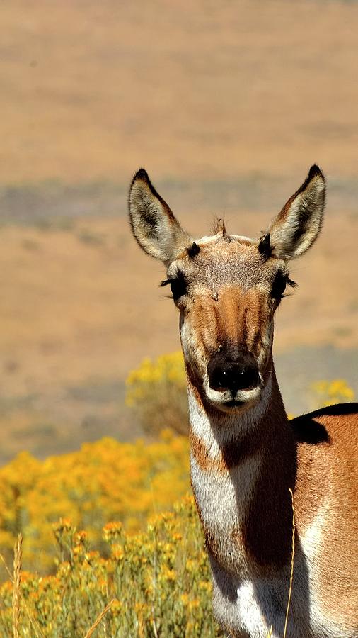 Antelope Sighting Photograph