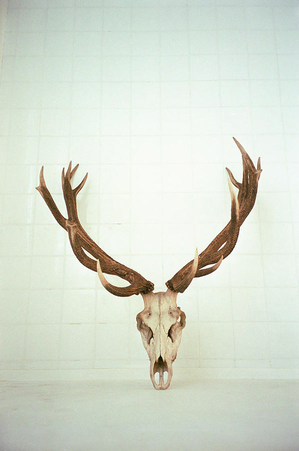 Antelope Skull Photograph by John-patrick Morarescu