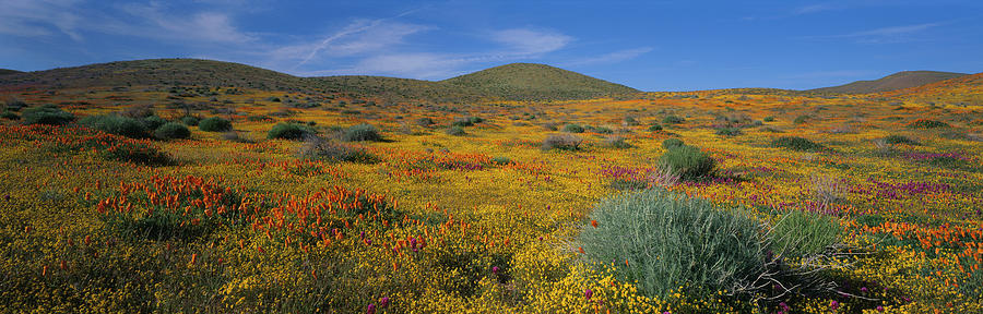 Antelope Valley Poppy Reserve Photograph by Panoramic Images - Fine Art ...