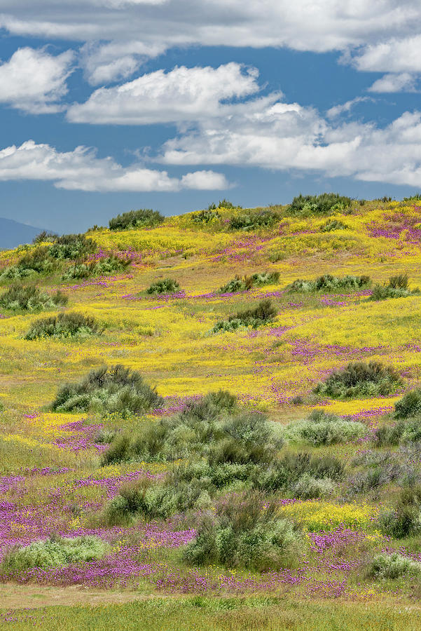 Antelope Valley Super Bloom Photograph by Jeff Foott