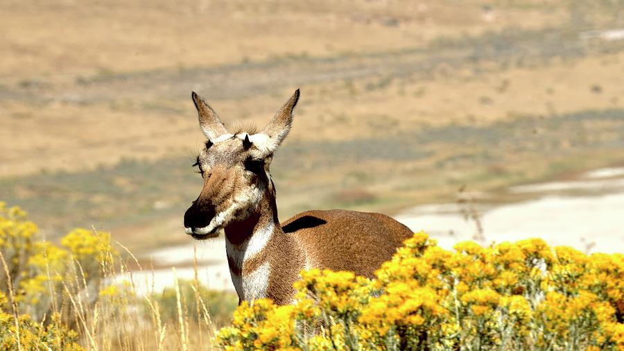 Antelope Yellow Scrub Photograph by Jerry Sodorff