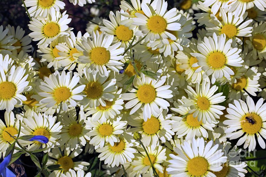 Anthemmis Tinctoria e C Buxton Photograph by Science Photo Library Anthemmis Tinctoria e C Buxton Photograph by Science Photo Library