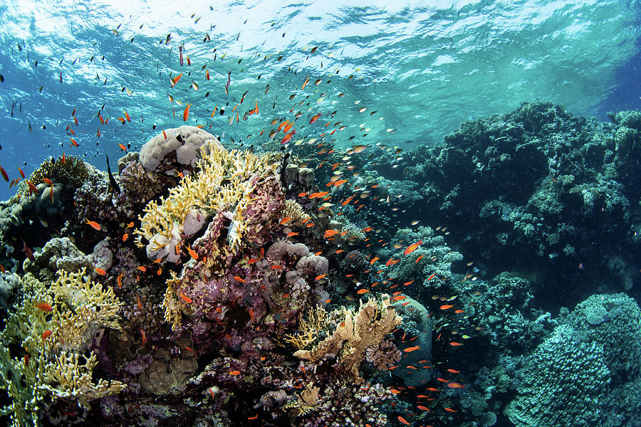 Anthias Swarm Around A Coral Reef Photograph by Stocktrek Images - Fine ...