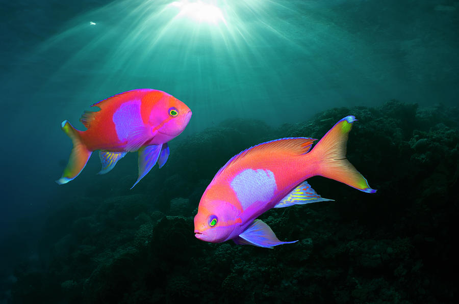 Anthias With Shafts Of Sunlight Photograph by Georgette Douwma