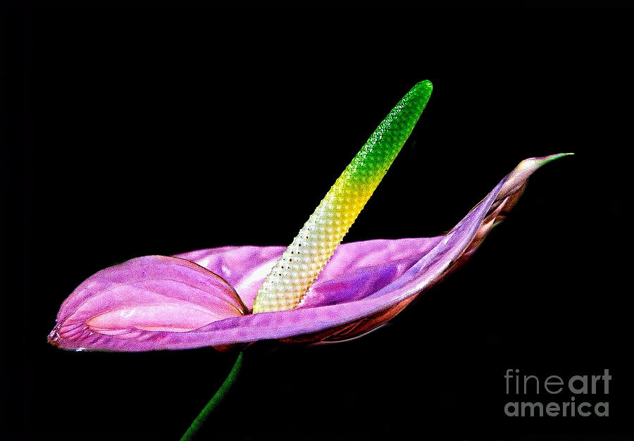 Flowers Still Life Photograph - Anthurium by Alex Morales
