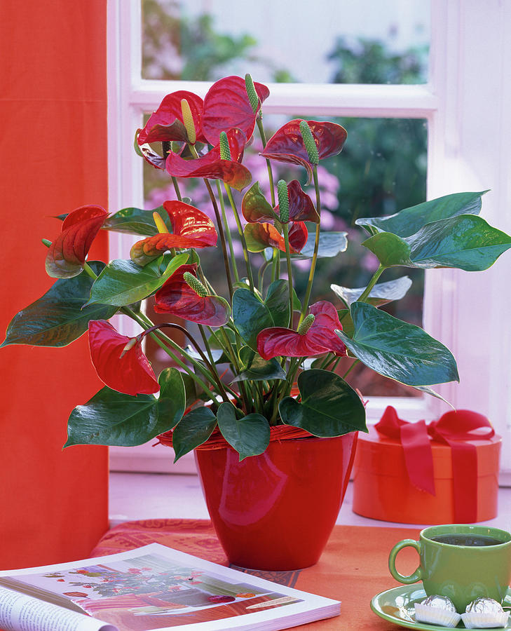 Anthurium Andreanum In Red Planter On The Table, Book Photograph by Friedrich Strauss