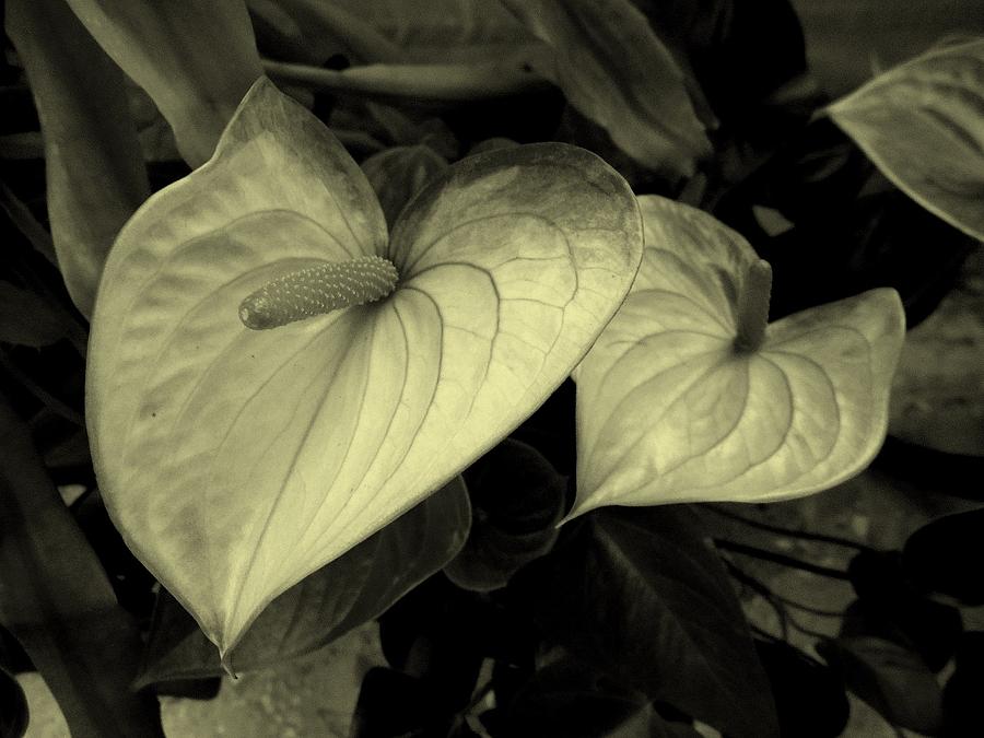 Anthurium Photograph by Costanza Canali