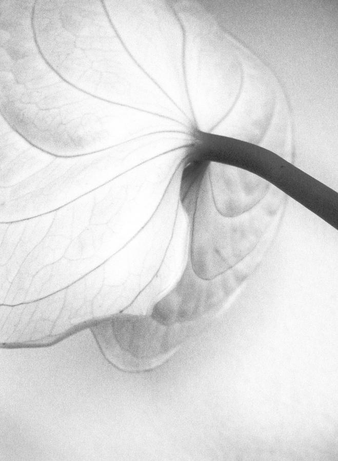 Anthurium Flower Photograph by Sandrine Bron Anthurium Flower Photograph by Sandrine Bron
