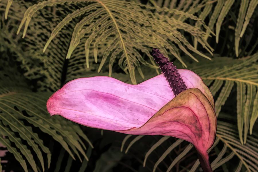 Flowers Still Life Photograph - Anthurium in pink. by Minnetta Heidbrink
