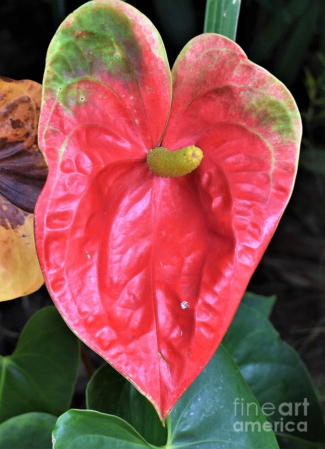 Anthurium by James Fannin Anthurium by James Fannin