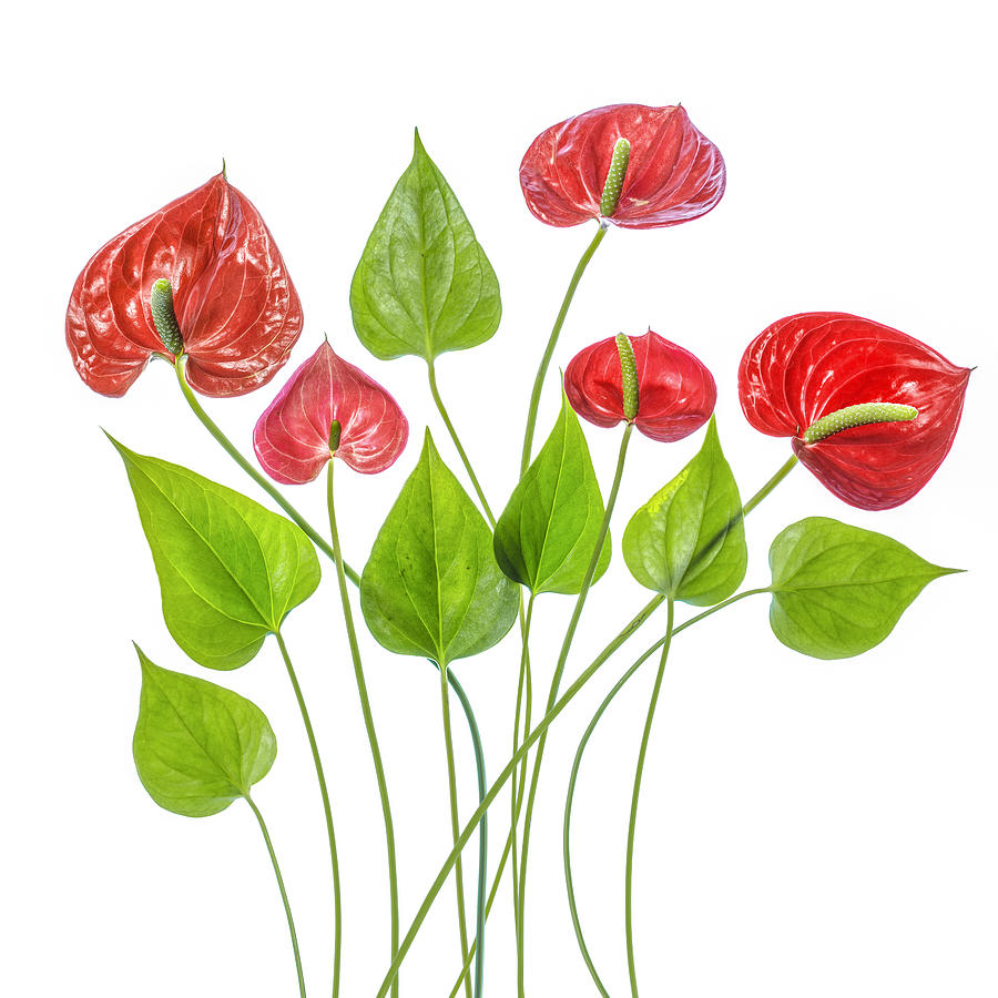 Flower Photograph - Anthurium by Mandy Disher
