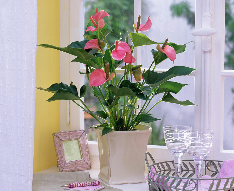 Anthurium pink Champion, In Square Planter At The Window Photograph by Friedrich Strauss